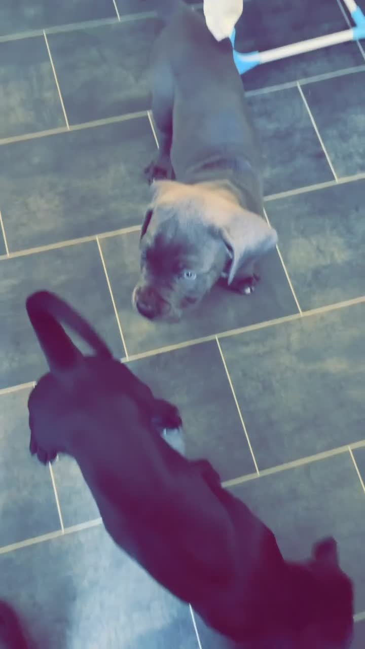 Cane Corso dogs for sale: Pure breed Cane Corso puppy’s  - Video 3