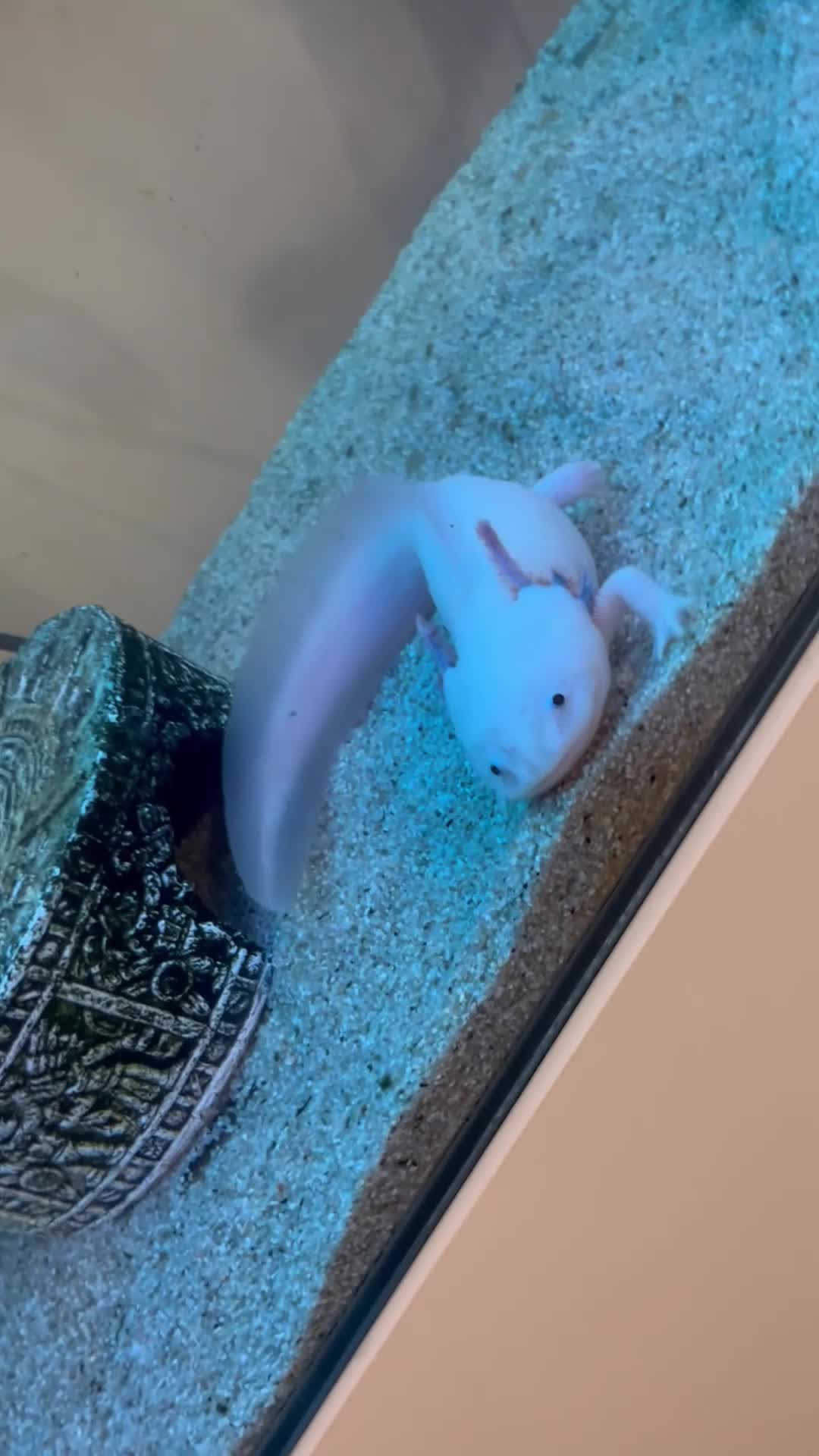 Axolotl reptiles for sale: 2 Adult male Axolotls and Full set up  - Video 1
