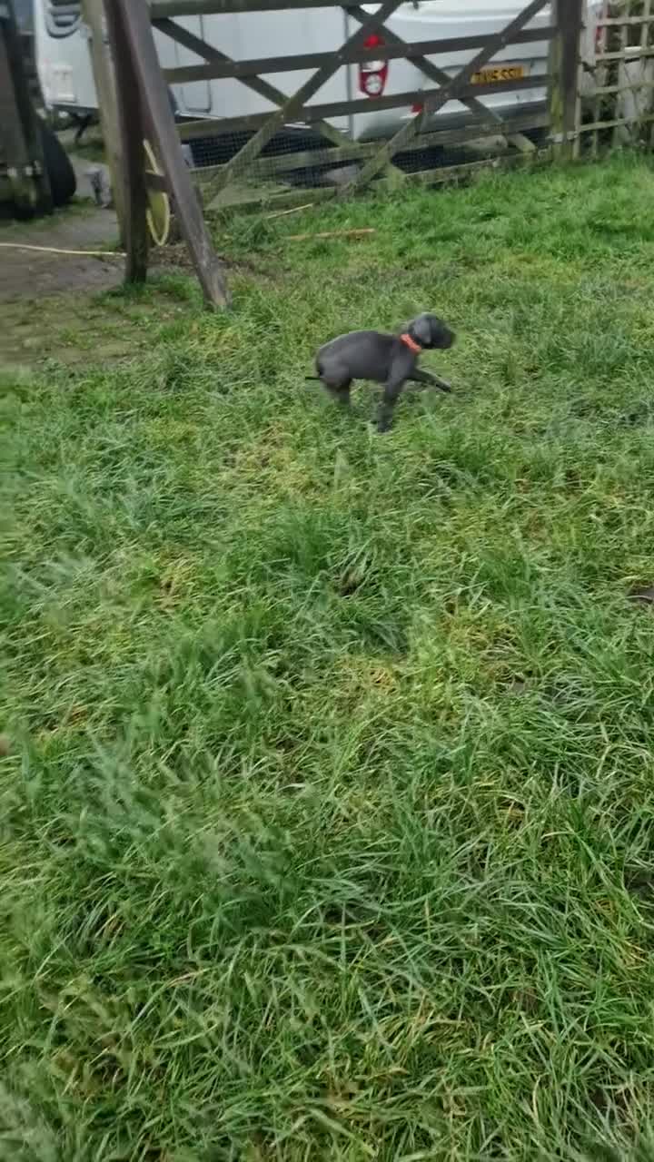 Mixed Breed dogs for sale: Cane Corso X Neapolitan Mastiff mix pups for sale - Video 2