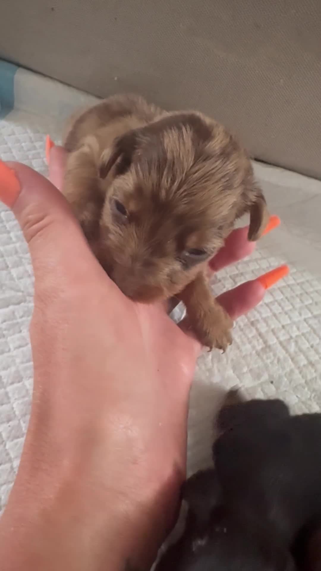 Miniature Dachshund dogs for sale: REDUCED Miniature dachshund Last Two available  in Hook - Video 1