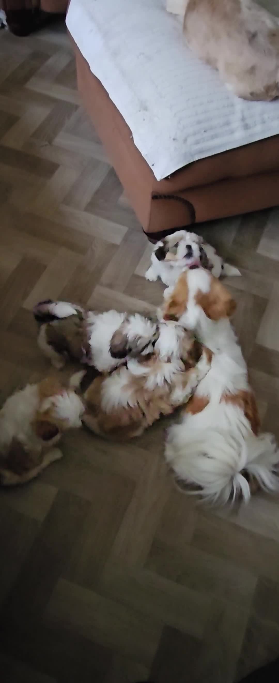 Mixed Breed dogs for sale: 4 beautiful little puppies chihuahua/shih tzu X - Video 3