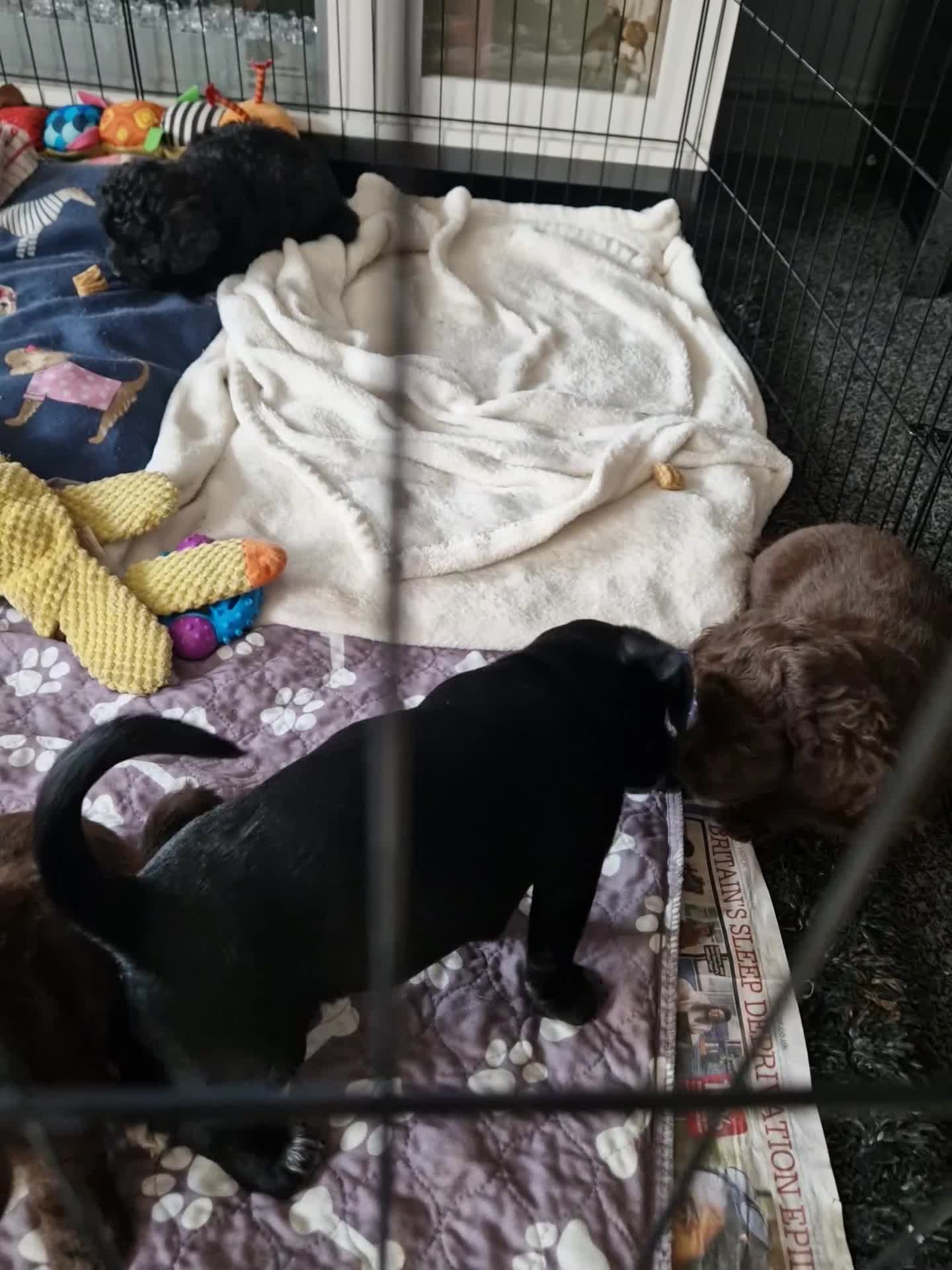 Mixed Breed dogs for sale: Cockapoo × chihuahua puppies - Video 1