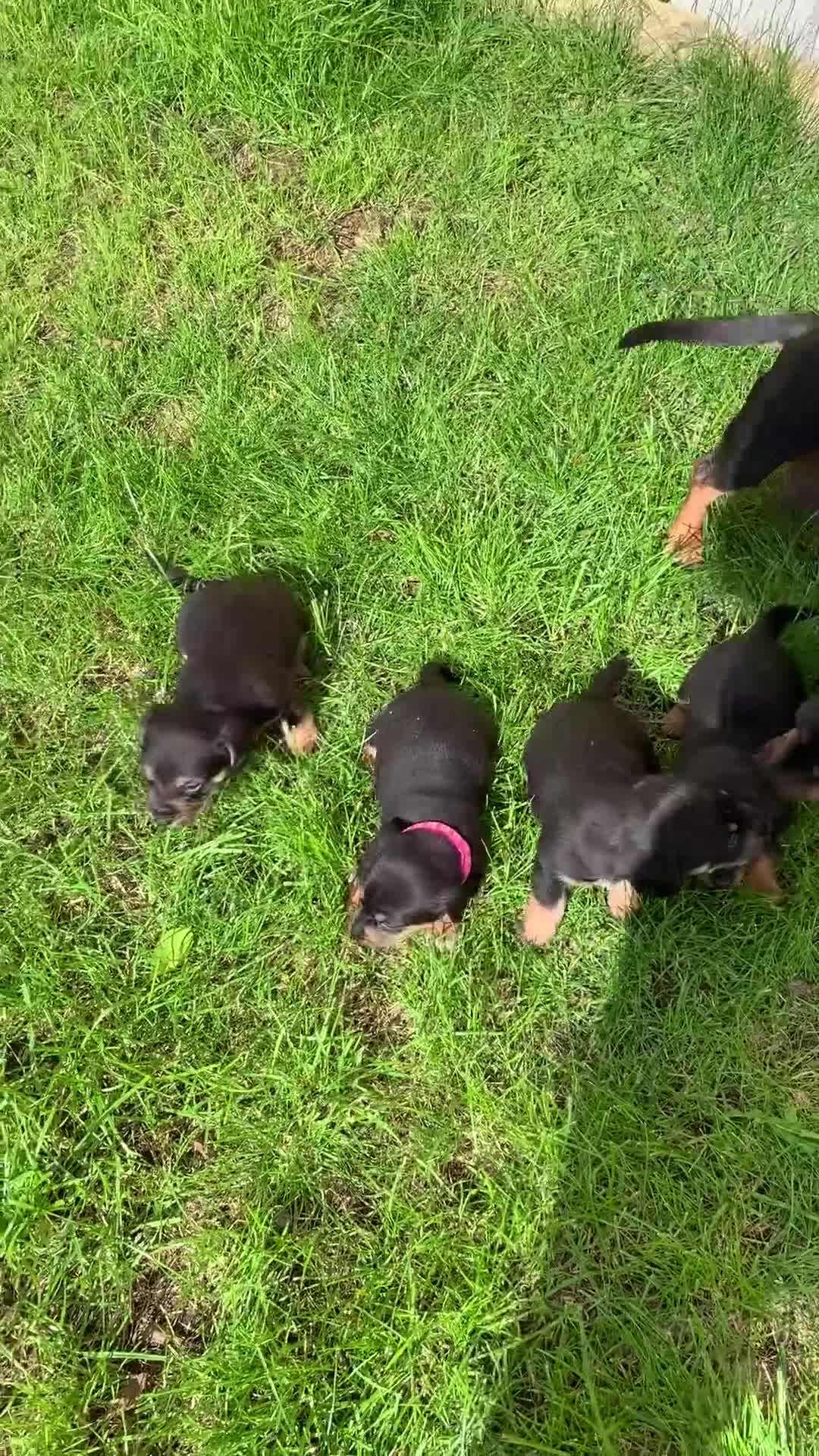 Dachshund dogs for sale: dachshund  - Video 2