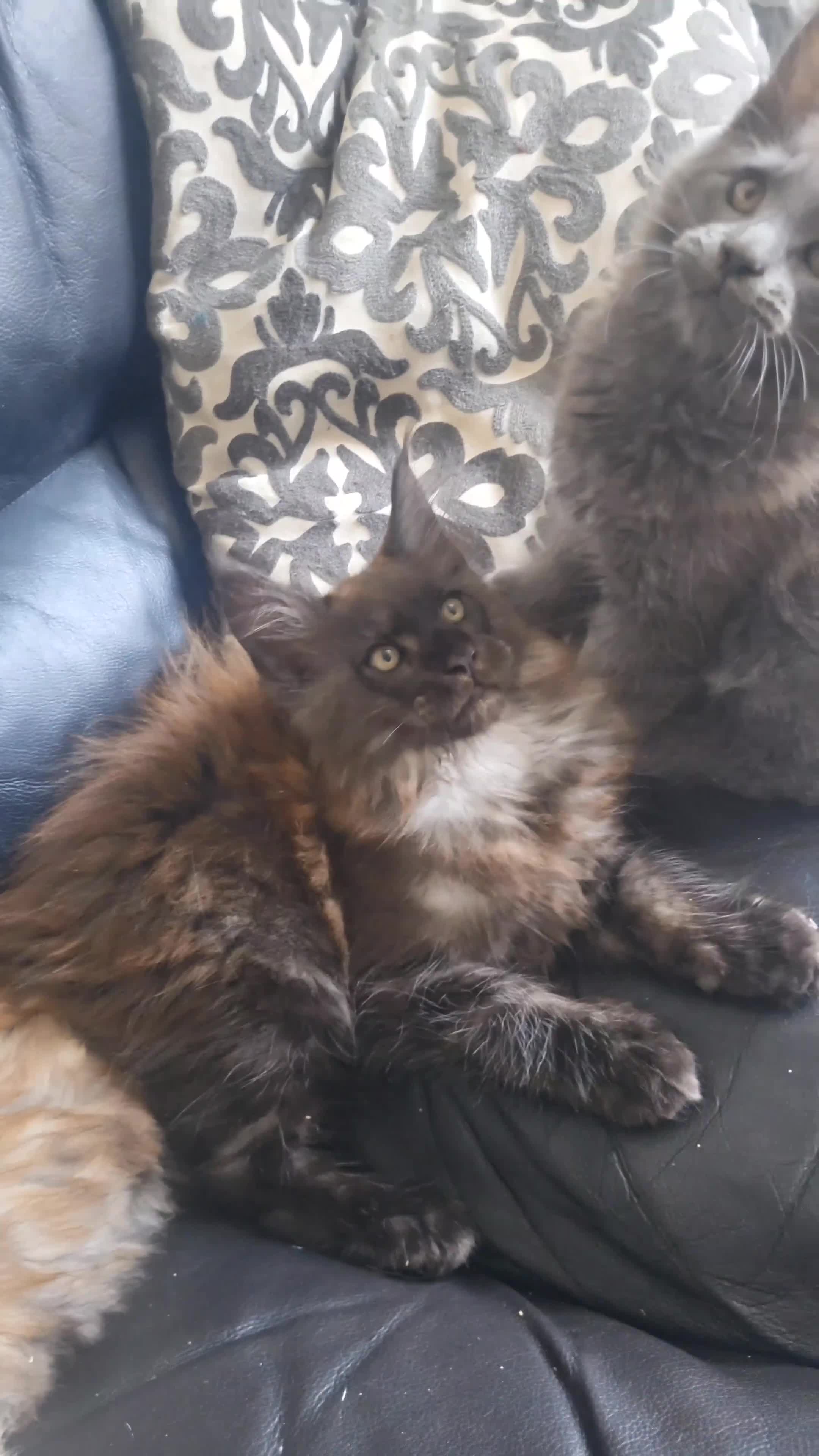 Maine Coon cats for sale: 3 Beautiful Maine coons  - Video 2