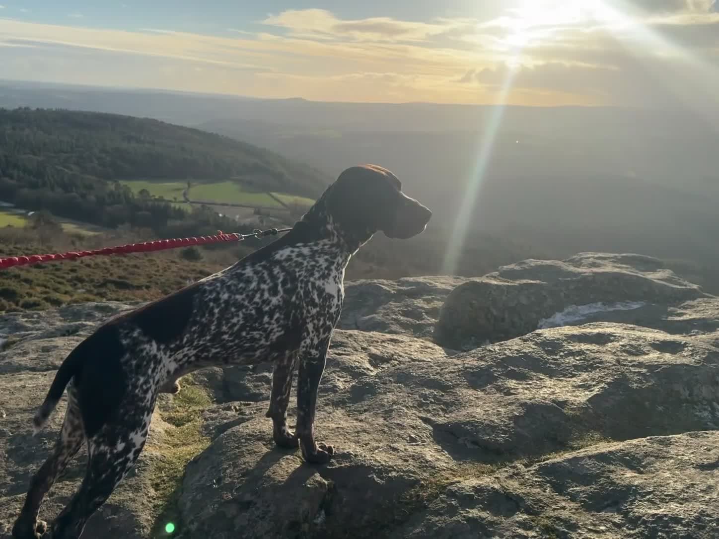 German Shorthaired Pointer dogs for stud: For Stud GSP Liver & White - Video 1