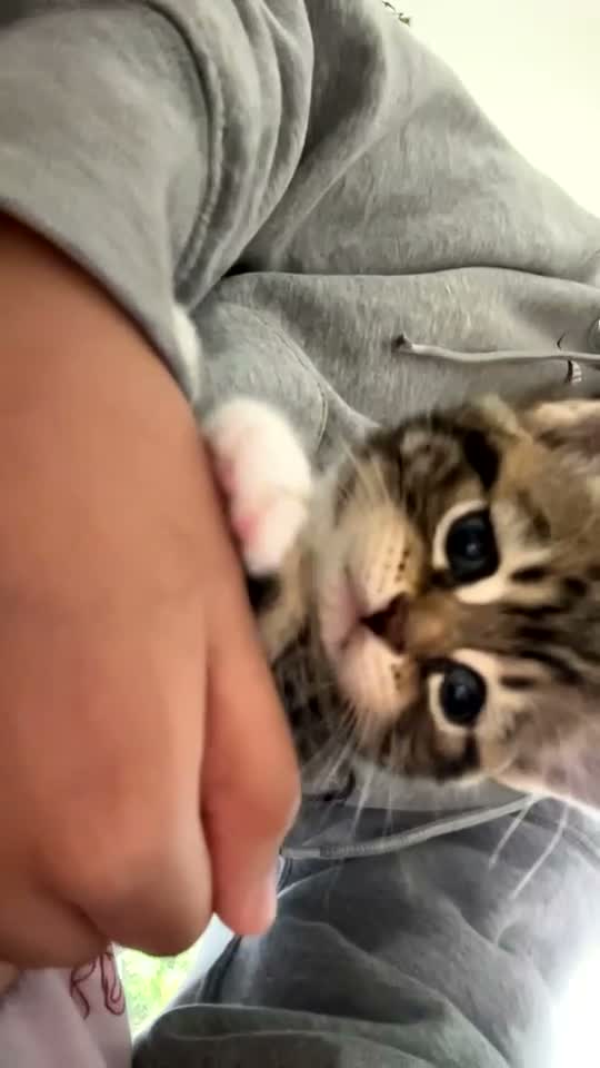 British Shorthair cats for sale: British short hair kittens  - Video 3