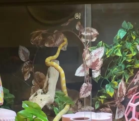 Corn Snake reptiles for sale: Free Snake and Setup – Needs Collecting - Glasgow in Glasgow - Video 1