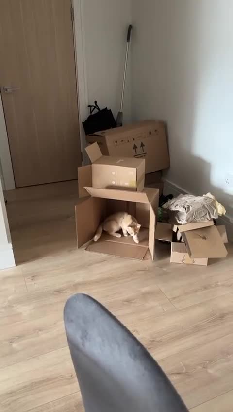 British Shorthair cats for sale: golden british shorthair - Video 1