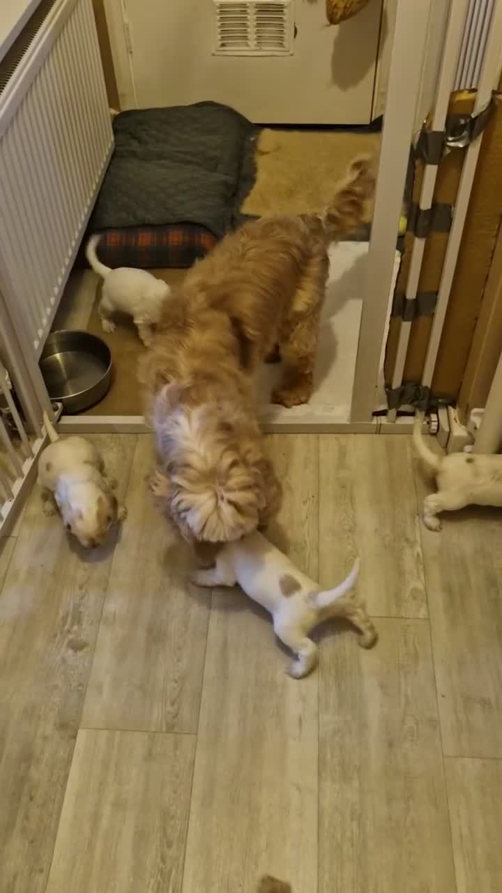 Cocker Spaniel dogs for sale: 5 gorgeous KC registered show type cocker spaniels - Video 1