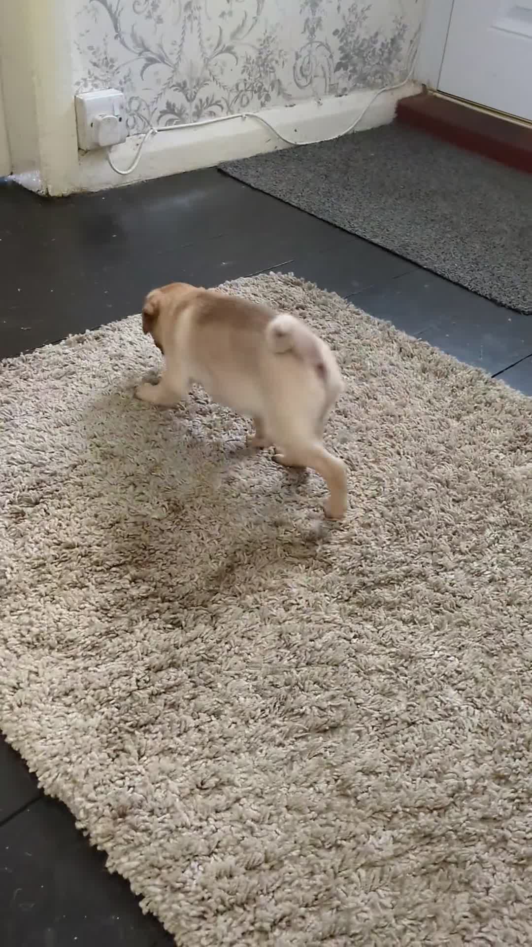 Pug dogs for sale: Full miniature panda pugs - Video 3