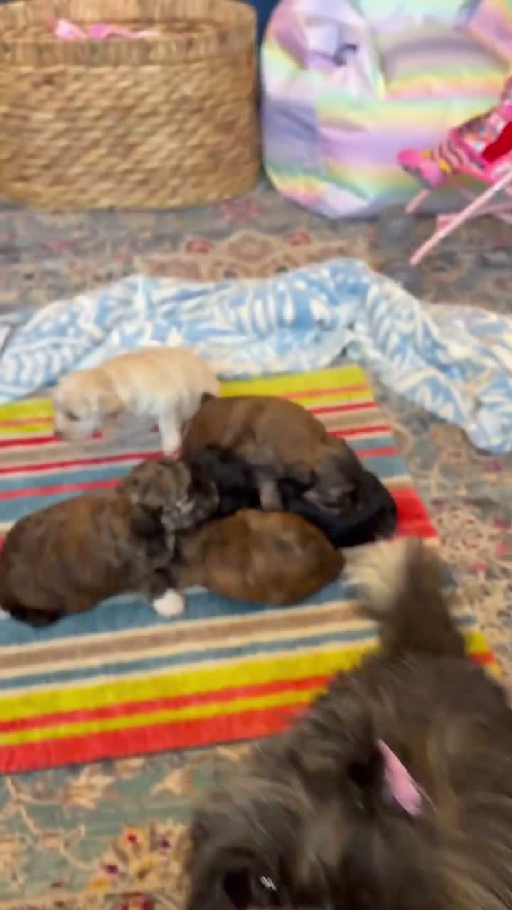 Shihpoo dogs for sale: Joanna Flynn  - Video 3