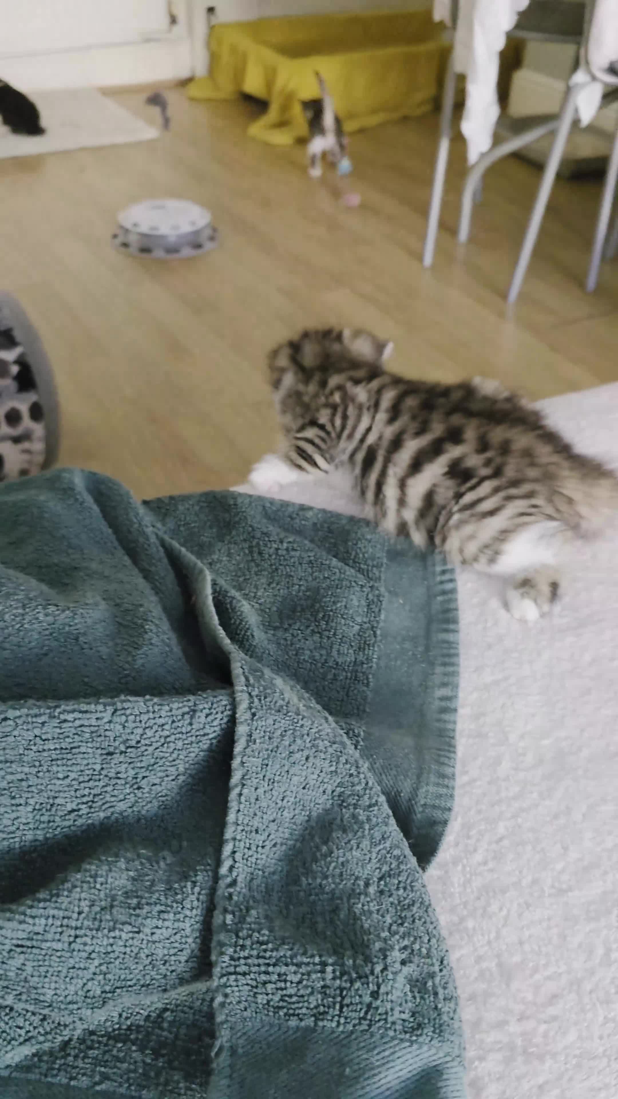 Mixed Breed cats for sale: 5 boys and 2 girls  in Coventry - Video 2