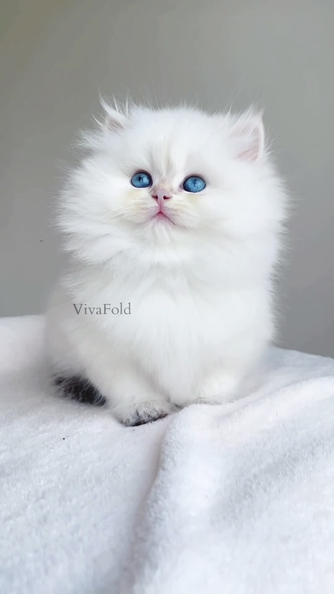 British Shorthair cats for sale: Show Class Precious Girl With Blue Eyes  - Video 1