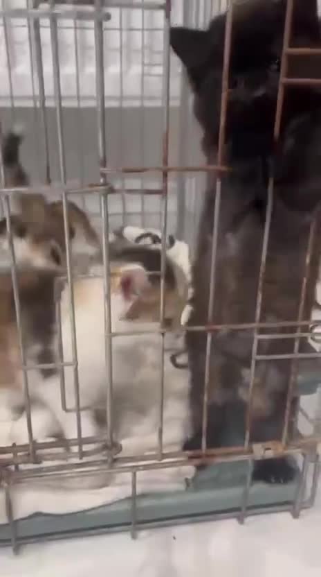 British Longhair cats for sale: Small kittens available now in london - Video 1