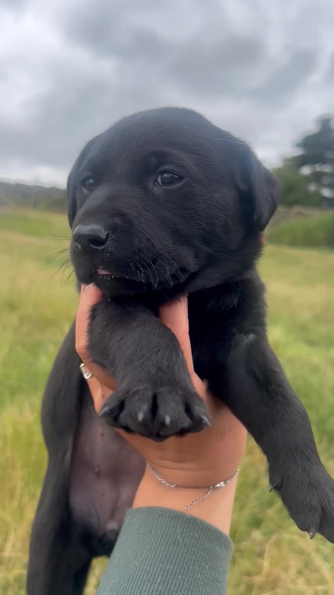 Labrador Retriever dogs for sale: KC Labrador puppies  - Video 2