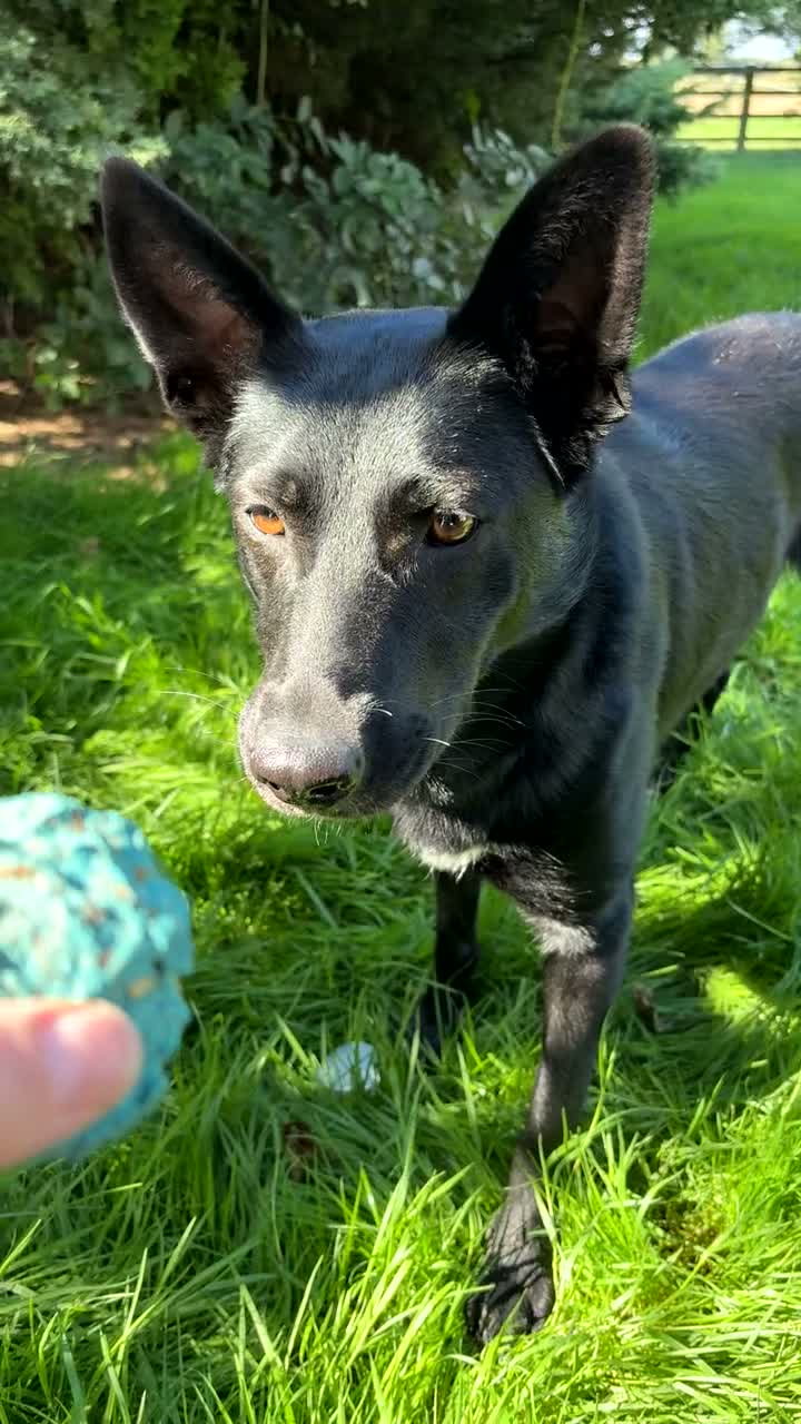 German Shepherd dogs for sale: Luna German shepherd for rehome - Video 1