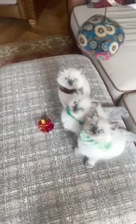 Ragdoll cats for sale: 3 Left! Gorgous blue point girls available🐾 - Video 1