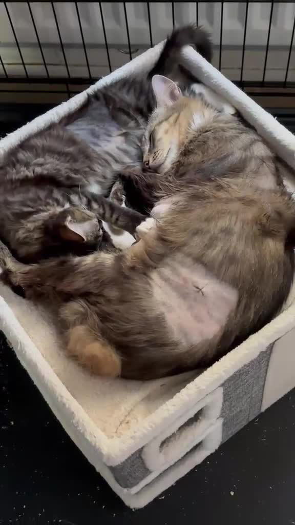 Domestic Shorthair cats for adoption: Tiger & Trudie - Adopt Cats in Crisis East Ldn - Video 1
