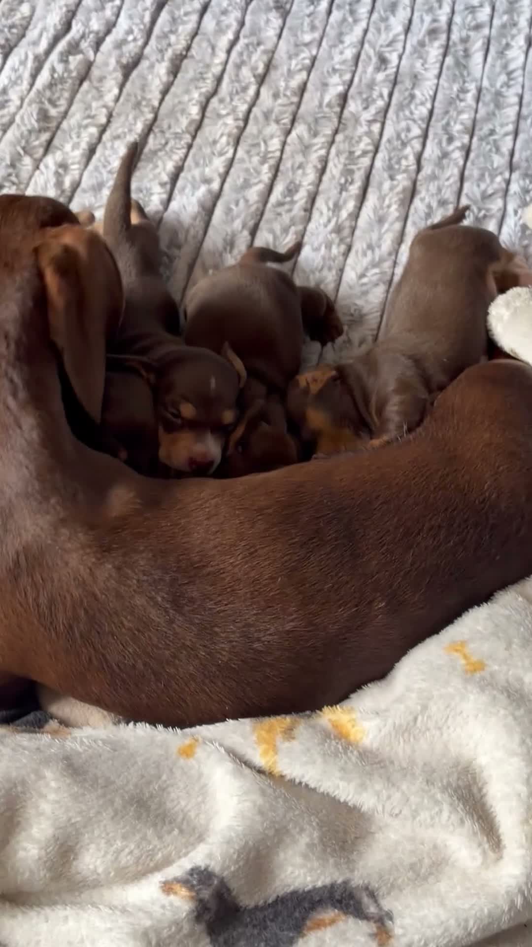 Miniature Dachshund dogs for sale: 🐶🐶🐶❤️❤️❤️❤️miniature Daschund puppies for sale  - Video 1