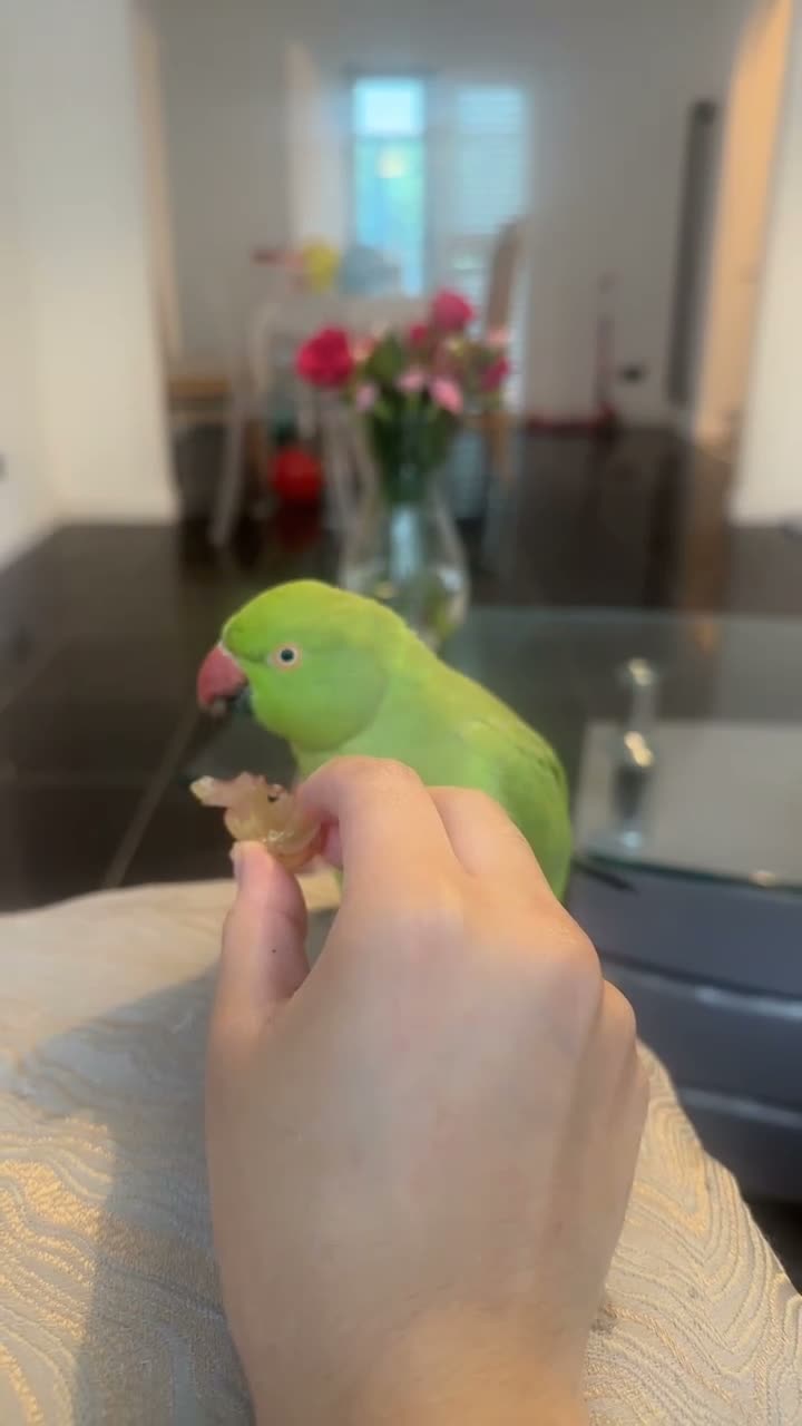 Ringnecks birds for sale: Female Indian Ringneck parrot💚 - Video 1