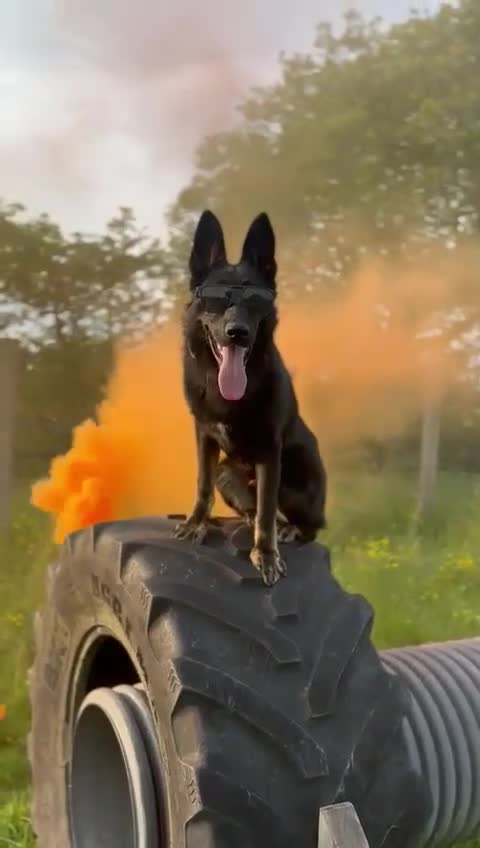 German Shepherd dogs for sale: Exceptional German Shepherd | KC Registered  - Video 3