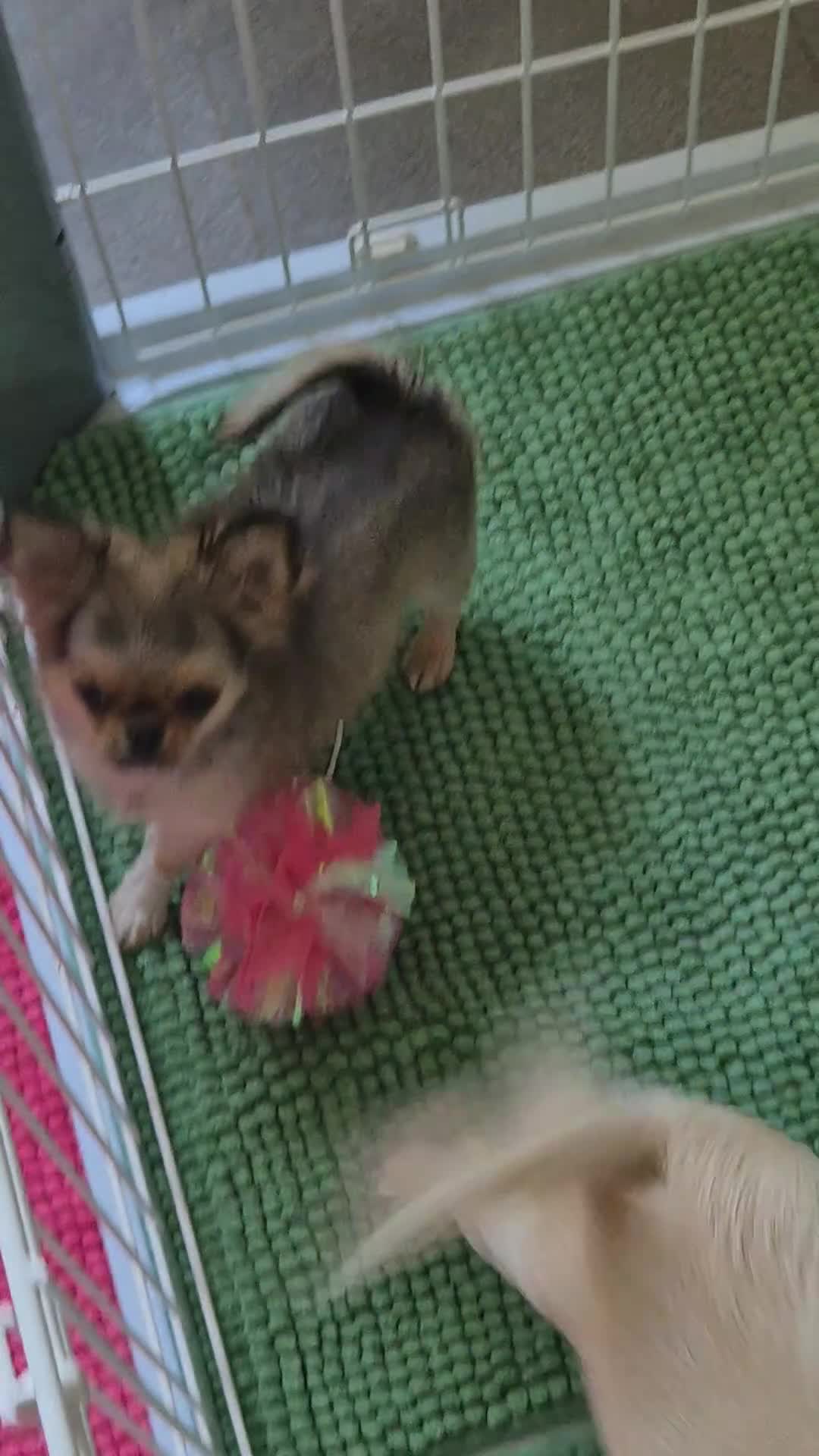 Chihuahua dogs for sale: Beautiful long haired chihuahua girl  - Video 1