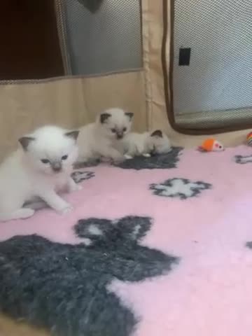 Ragdoll cats for sale: Blue and seal point ragdolls ❤️ - Video 4