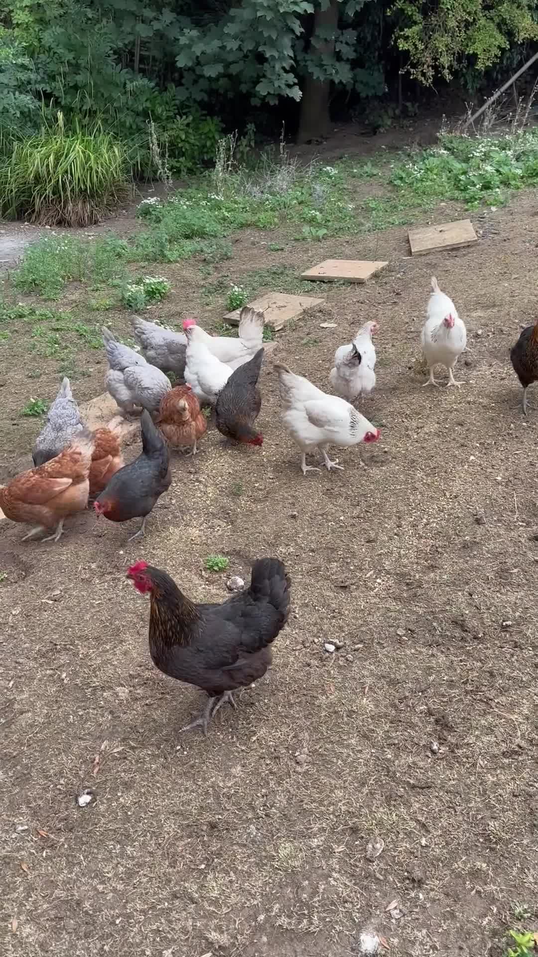 Chickens poultry for sale: Full chicken set up with chickens  - Video 1