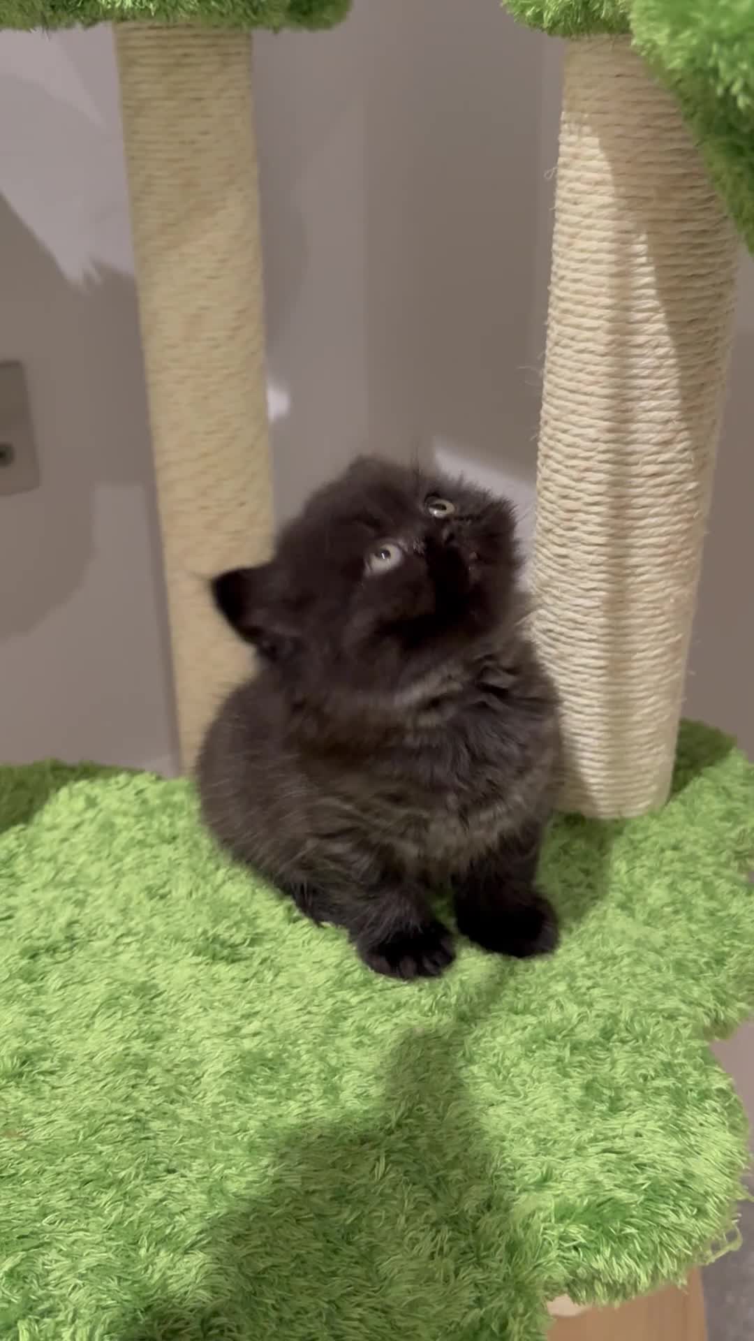 British Longhair cats for sale: Stunning Black long haired female  - Video 1
