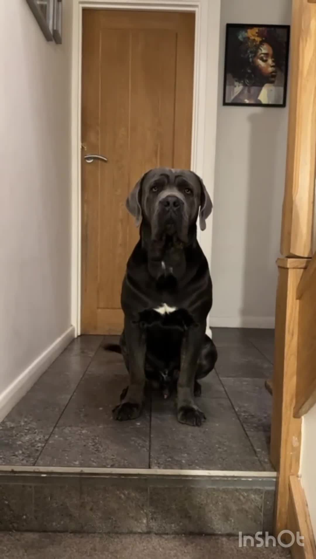 Cane Corso dogs for stud: Big Baloo 🦍🐻🦁 - Video 2