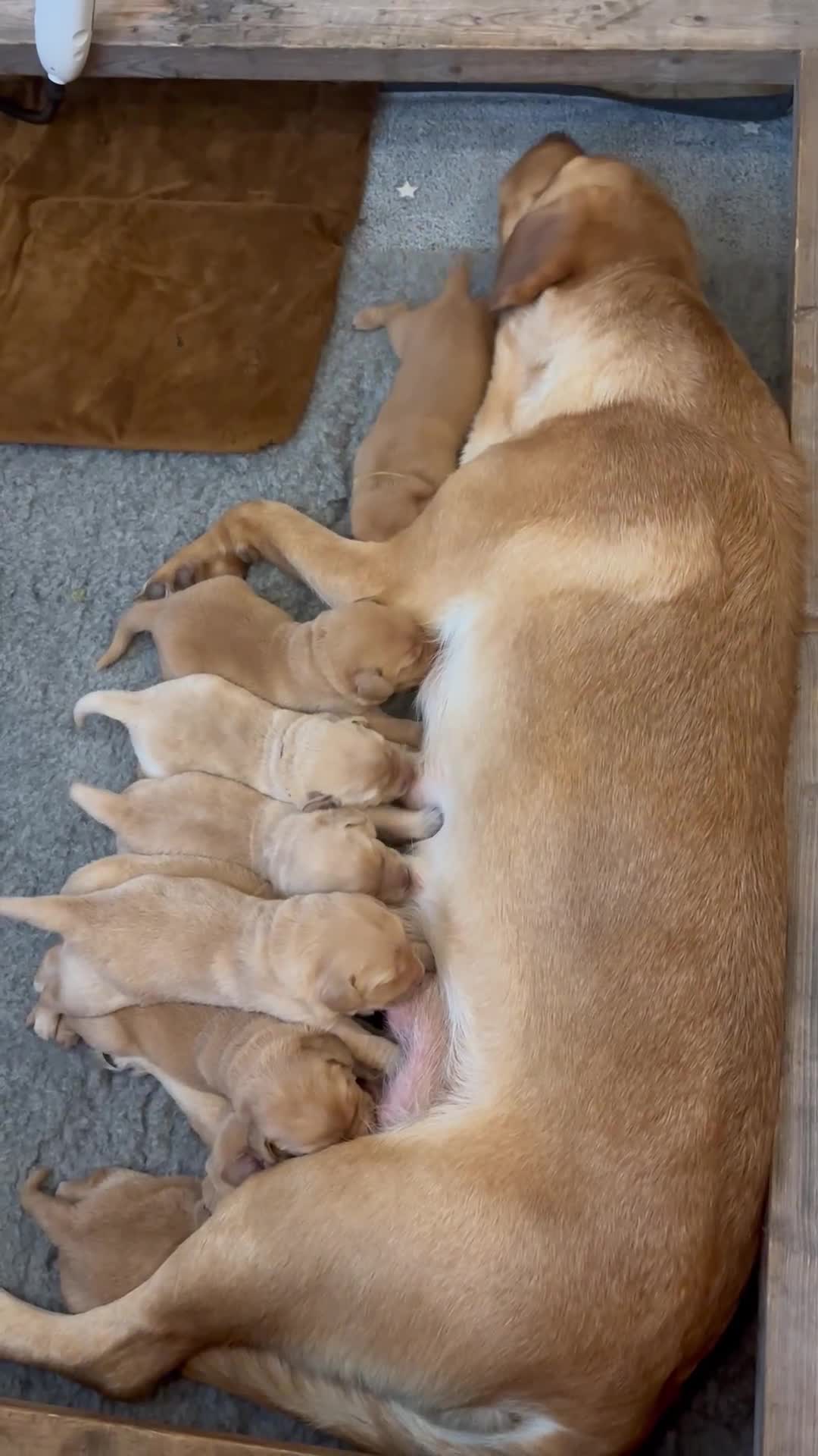 Springador dogs for sale: Labrador Puppies red/yellow health checked  - Video 3