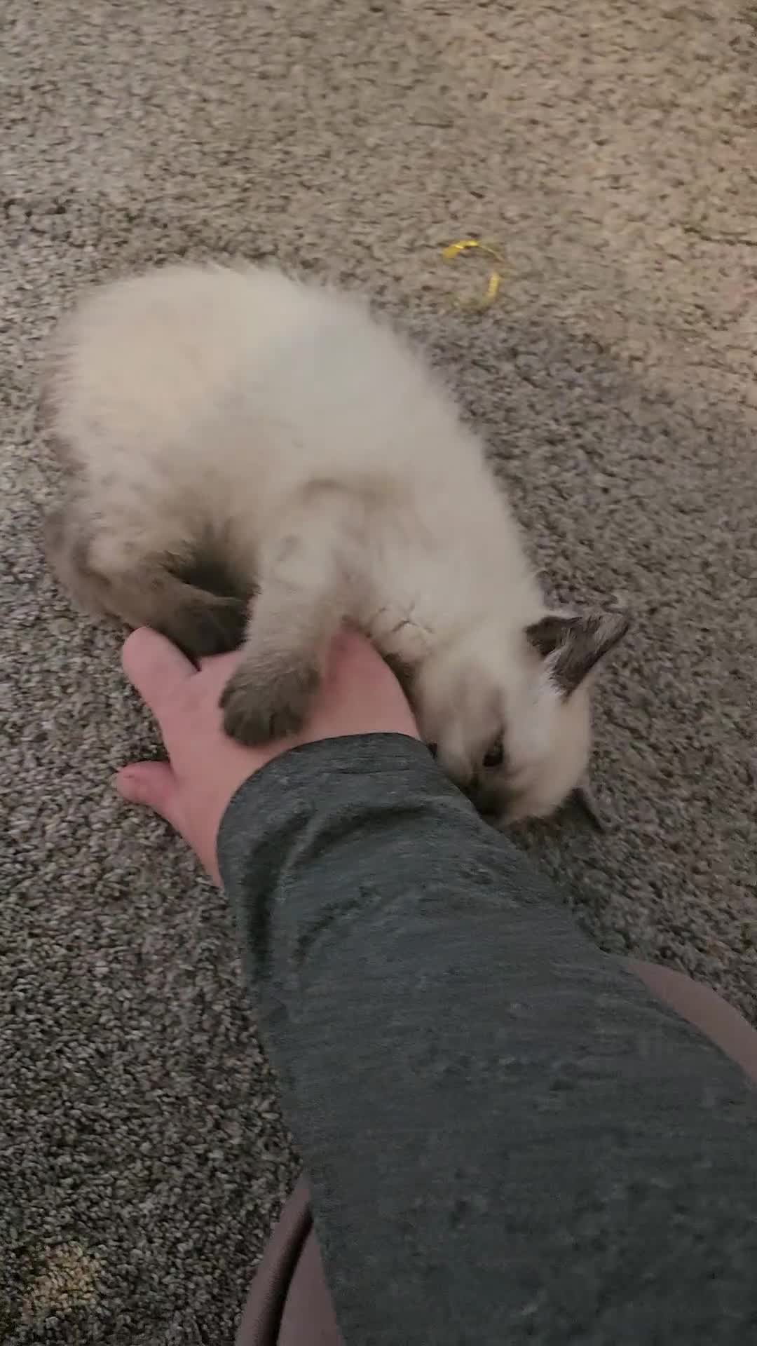 Ragdoll cats for sale: Beautiful Ragdoll X kitten ready next week - Video 1