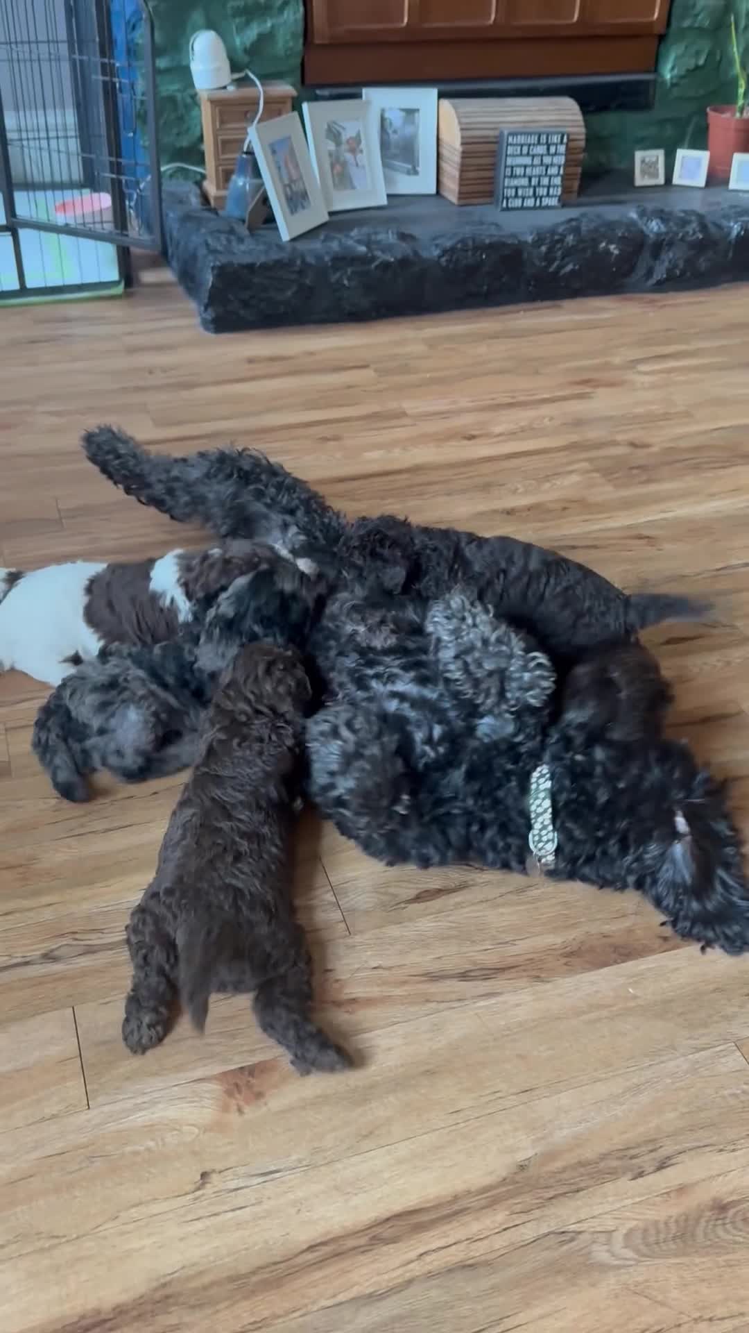 Cockapoo dogs for sale: Cockapoo Puppies F1b - Video 1