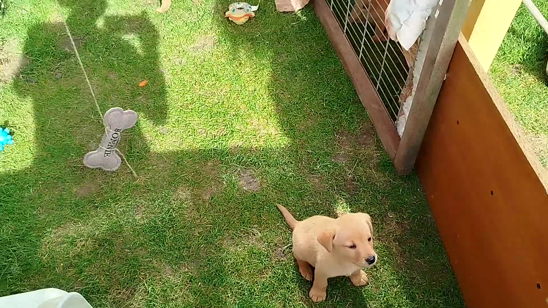 Labrador Retriever dogs for sale: K.C Reg Foxred pups  in Norwich - Video 1