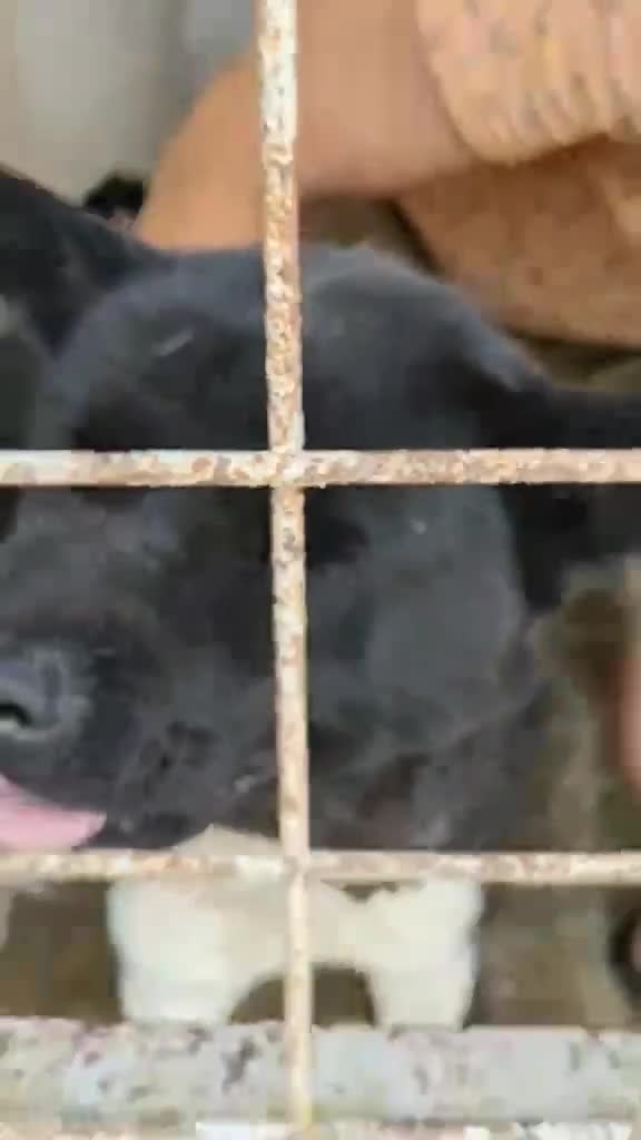 Akita dogs for adoption: 🐾 Aiko – one-eyed Akita with a heart of gold 🐾 - Video 1