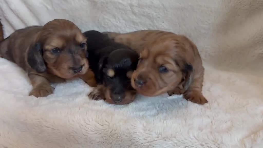 Miniature Dachshund dogs for sale: 3 Beautiful Longhair Miniature Dachshund Puppies - Video 1