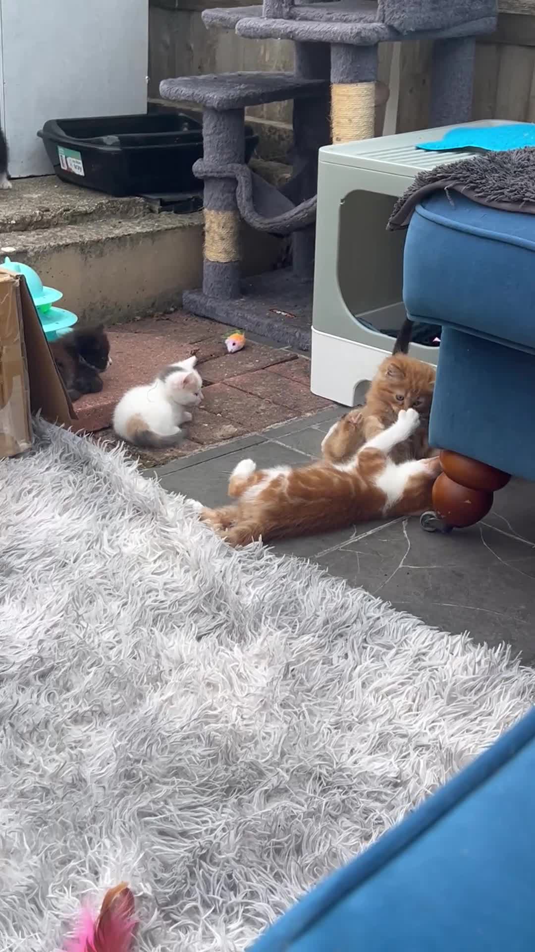 British Shorthair cats for sale:  8-Week-Old Kittens Ready for Loving Homes 🐾 - Video 1