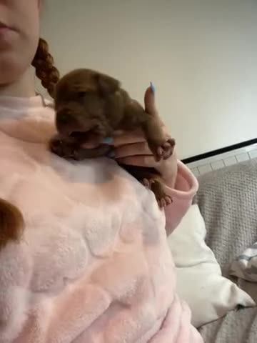 Staffordshire Bull Terrier dogs for sale: Staff puppies - Video 2