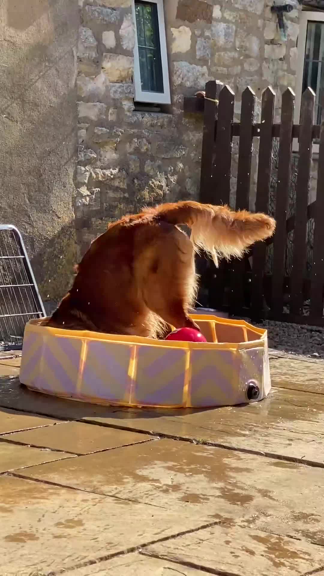 Golden Retriever dogs for stud: Working Golden Retriever in Brackley - Video 2
