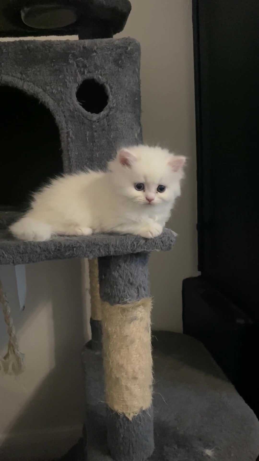Persian cats for sale: white and orange cream doll face Persians - Video 2