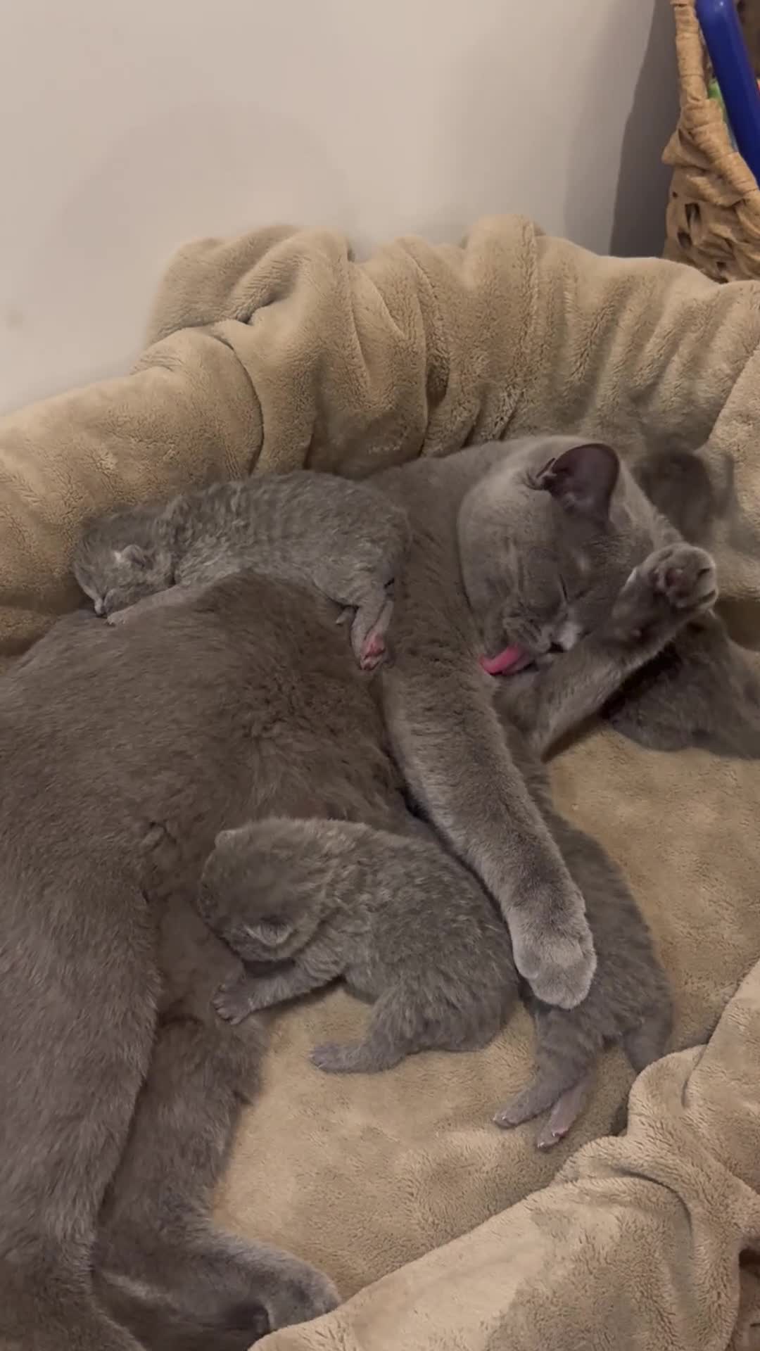 British Shorthair cats for sale: Three British Shorthair kittens - Video 2