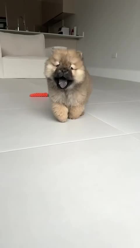 Chow Chow dogs for sale: Euro  - Video 1