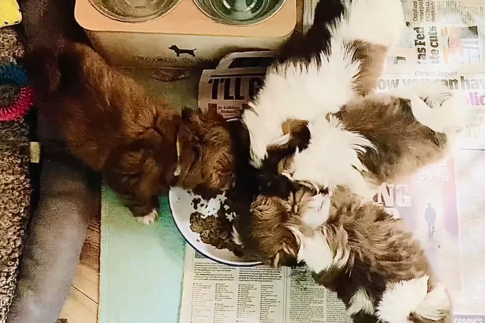 Shih Tzu dogs for sale: 💙 FLUFFY TEDDY BEAR SHIH TZU BOYS 💙 - Video 1