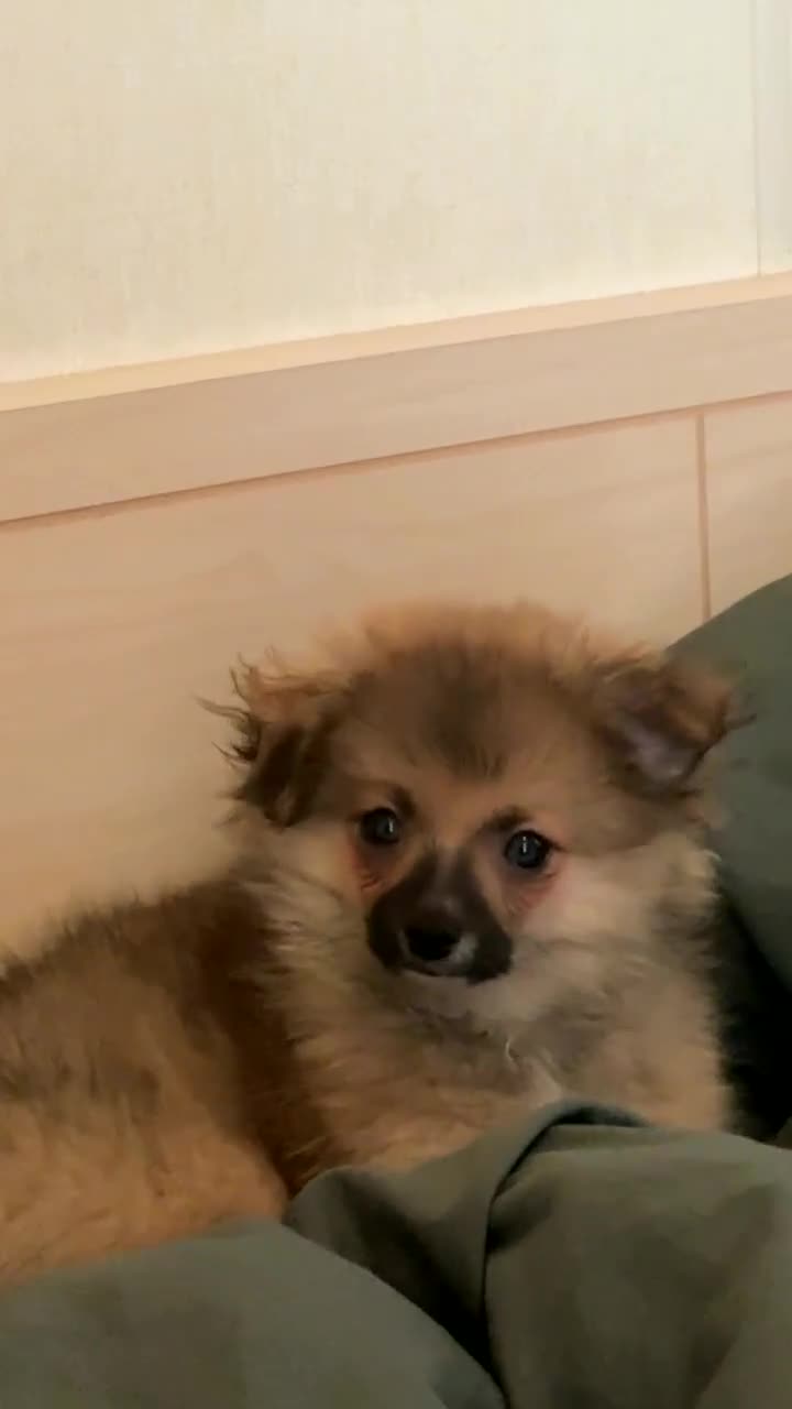 Pomeranian dogs for sale: Pomeranian puppy for sale  - Video 2