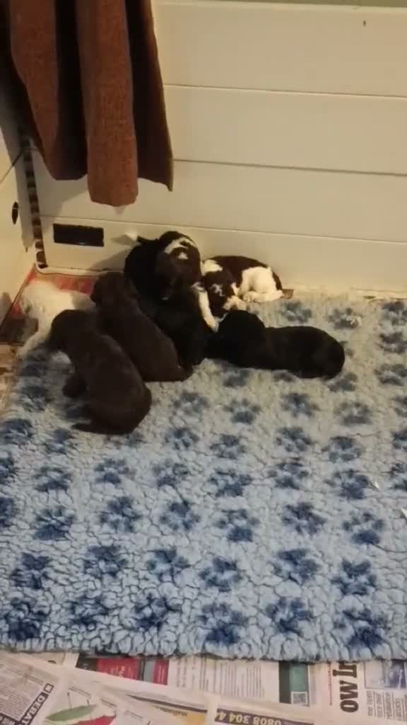 Cockapoo dogs for sale: F1b SPROODLE PUPPIES FROM 5* LICENCED BREEDER - Video 1