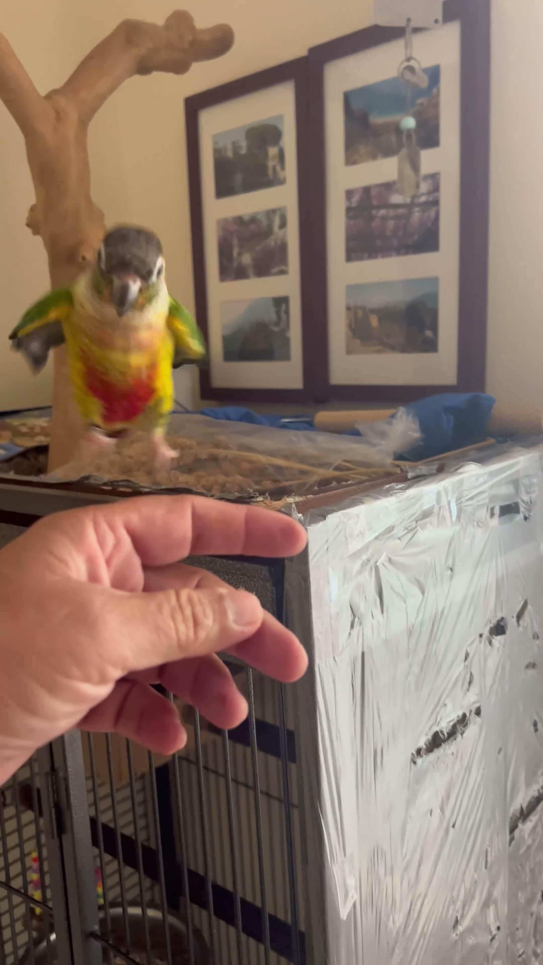 Mixed Breed birds for sale: Birds for sale *read description*  - Video 3