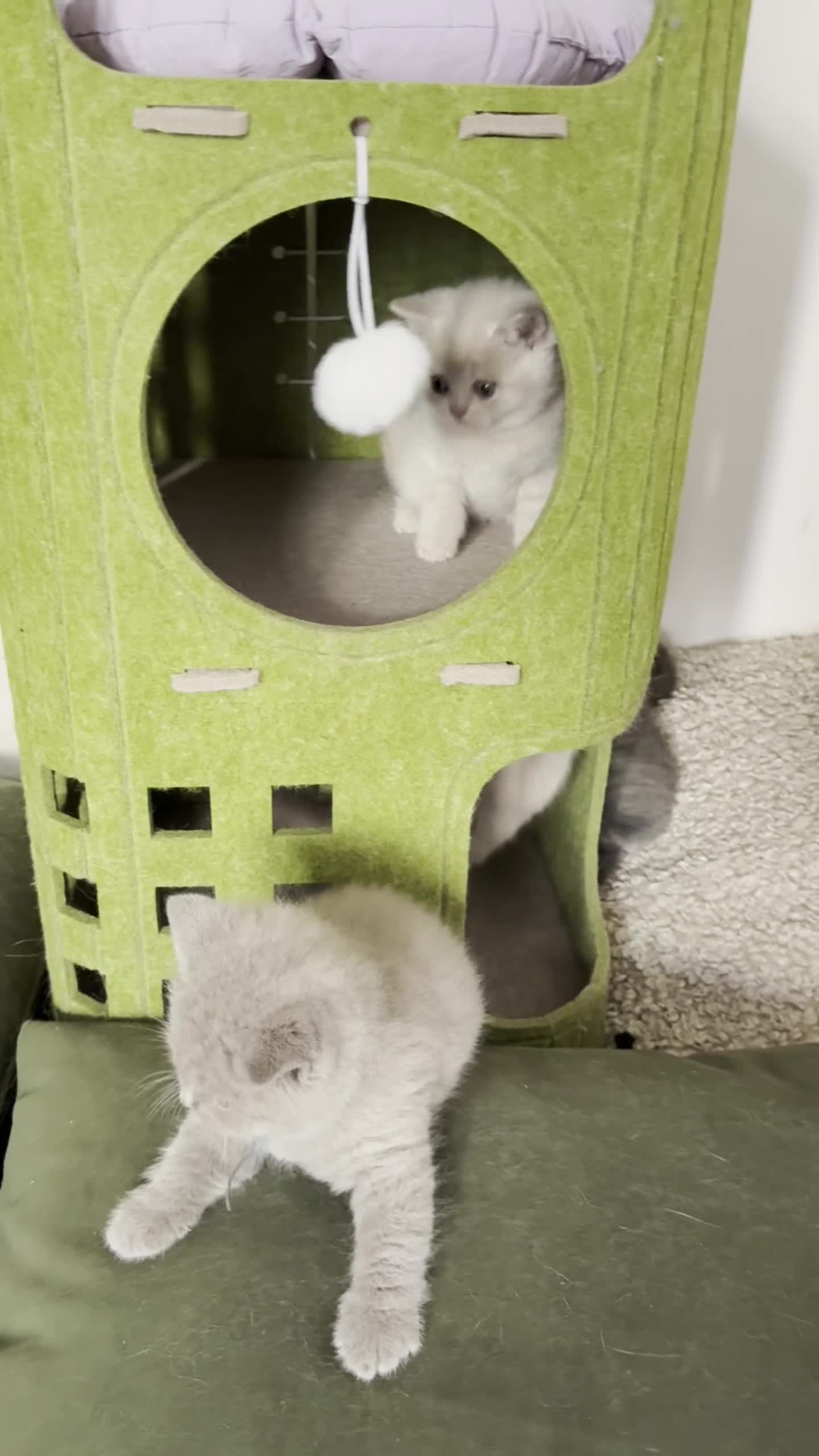 British Shorthair cats for sale: Beautiful Blue & Lilac British Shorthair Kittens - Video 1