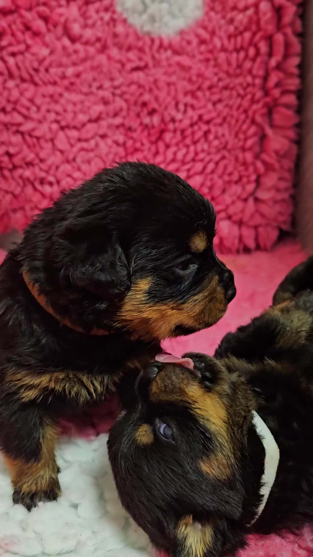 Rottweiler dogs for sale: Suberbly Bred KC Registered Rottweiler Puppies  - Video 2