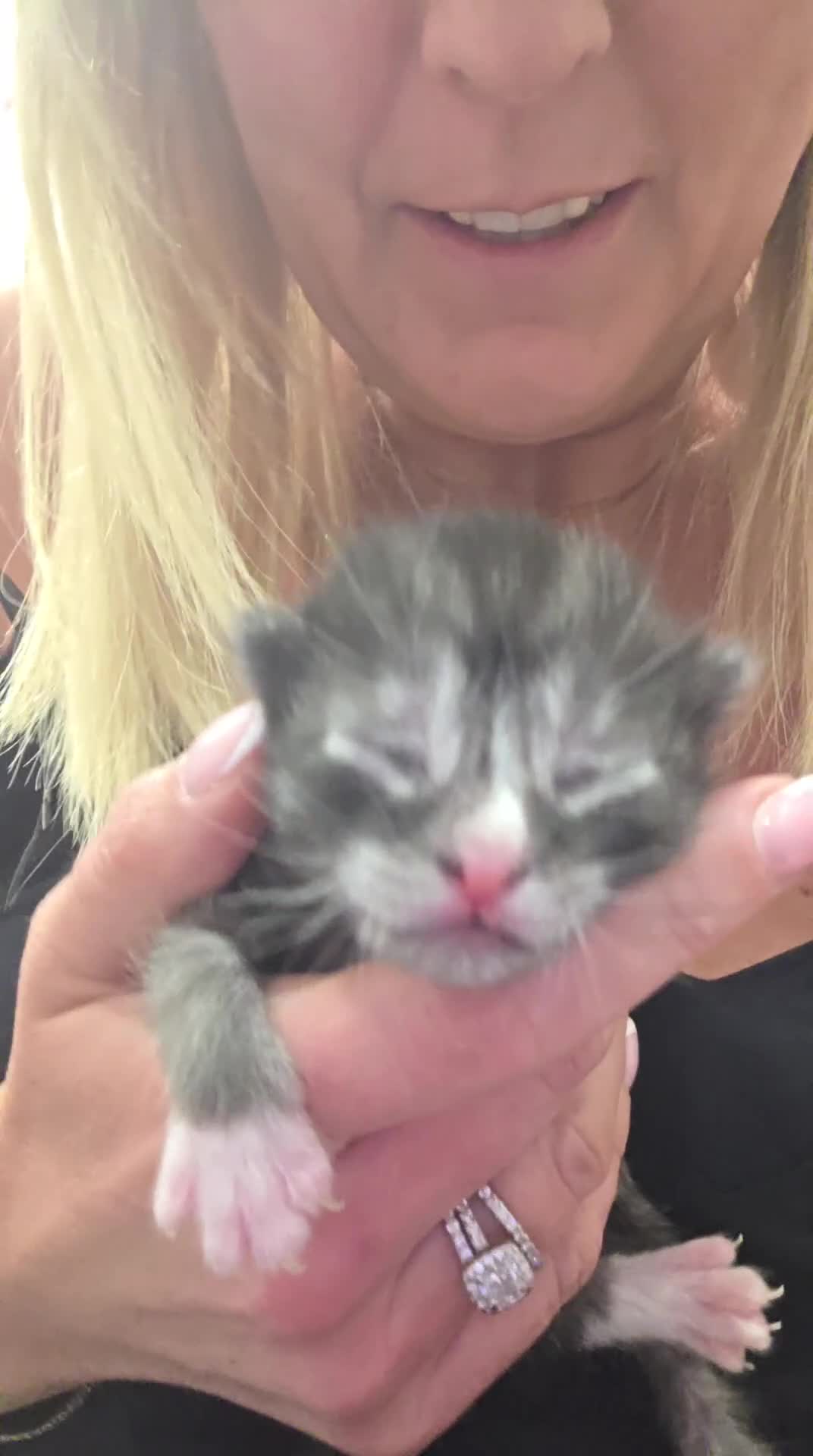 Mixed Breed cats for sale: Gorgeous Long Haired Kittens  in St Albans - Video 2