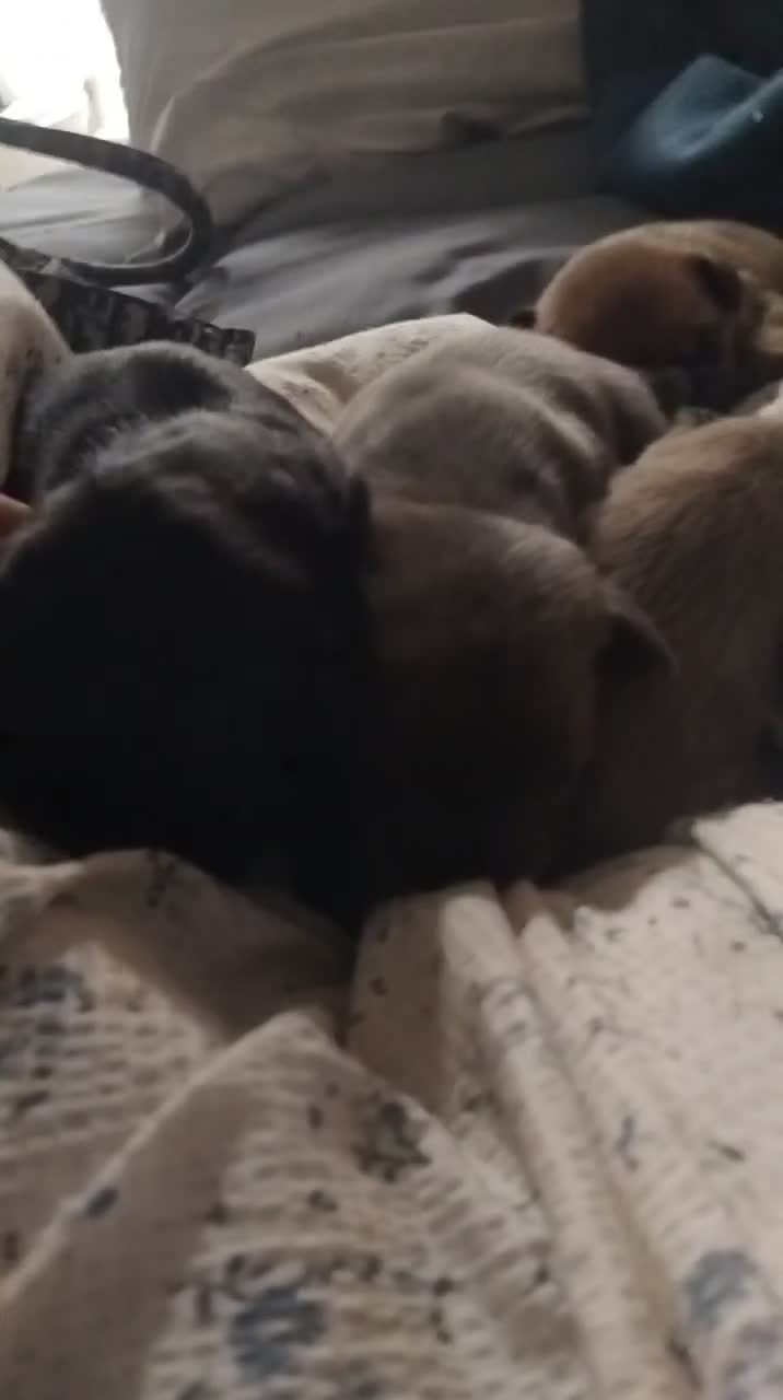 Mixed Breed dogs for sale: Fraffs  in Arundel - Video 2